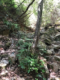 広島県広島市にある絵下山