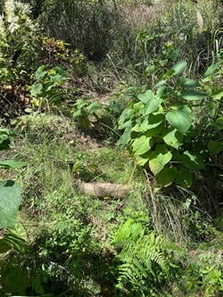広島県　呉市　日佐護山