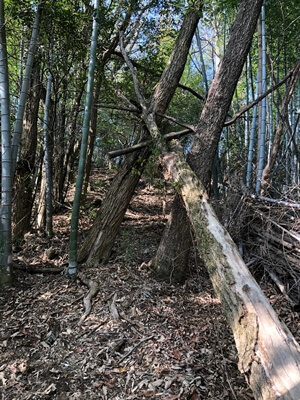 広島県　呉市　物見山