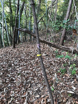広島県　呉市　物見山