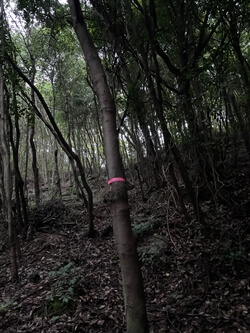 広島県　東広島市　二神山